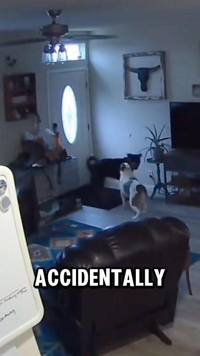 This dog's panicked reaction after accidentally making a huge hole in the wall