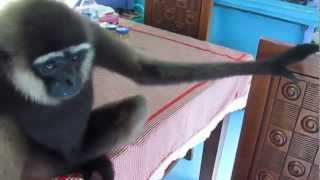 Gibbon Invades Boat & Steals Food at Camp Leakey