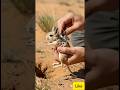 Tiny camera mounted on a Desert Jerboa (मरुस्थली जेरबोआ) let's see what happened #shorts ep1