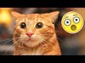 Я РЖАЛ ПОЛ ЧАСА | Смешные Коты и Собаки | ПРИКОЛЫ С ЖИВОТНЫМИ | Cute Cats