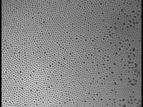 Spherical particles at a homeotropic nematic interface
