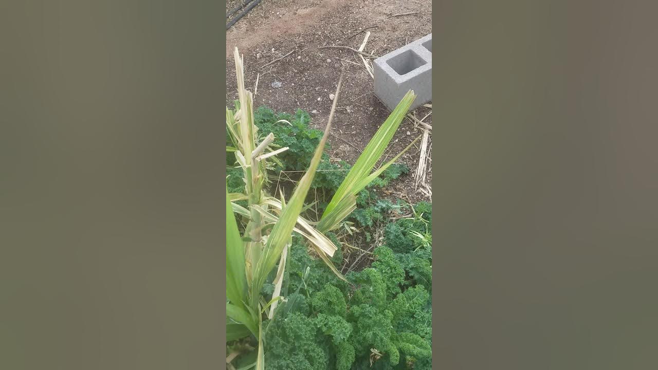 How to grow sugar cane from seeds part 1 YouTube
