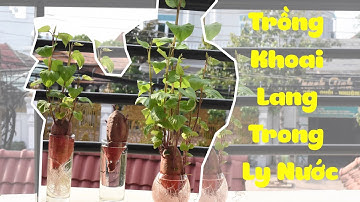 Trồng Khoai Lang Trong Ly Nước | How To Grow Sweet Potatos In Water