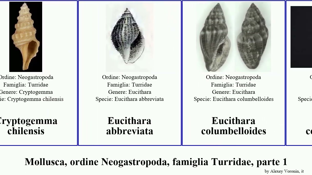 Mollusca, ordine Neogastropoda, famiglia Turridae, parte 1 eucithara bela fenimorea inodrillia