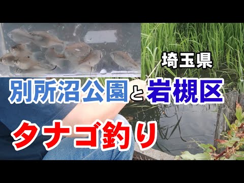タナゴ釣りと小物釣り大会【別所沼公園】【岩槻区用水路】【Tanago】【bobber fishing】microfishing videos in japan