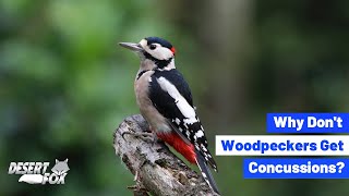 Why Don't Woodpeckers Get Concussions?