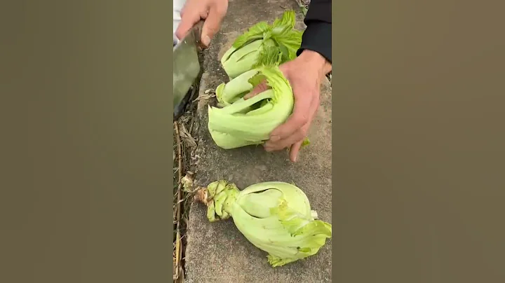 TL 71002001 mini rotary tillage and ridging all-in15  tree 🌴