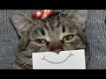 FUNNIEST CAT VIDEOS 2024 COMPILATION 😂 Funny Cats 38 😺 #funny #pet #cat #foryou #viral #viralvideo