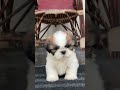 #shitzu #groomingservices #youtubeshorts #viralvideo #puppylove