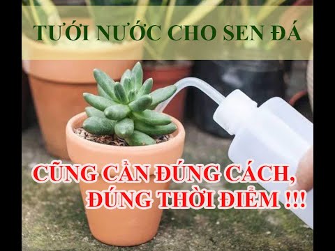 Video: Echeveria Cây mọng nước - Tìm hiểu về cách chăm sóc cây Echeveria Argentina