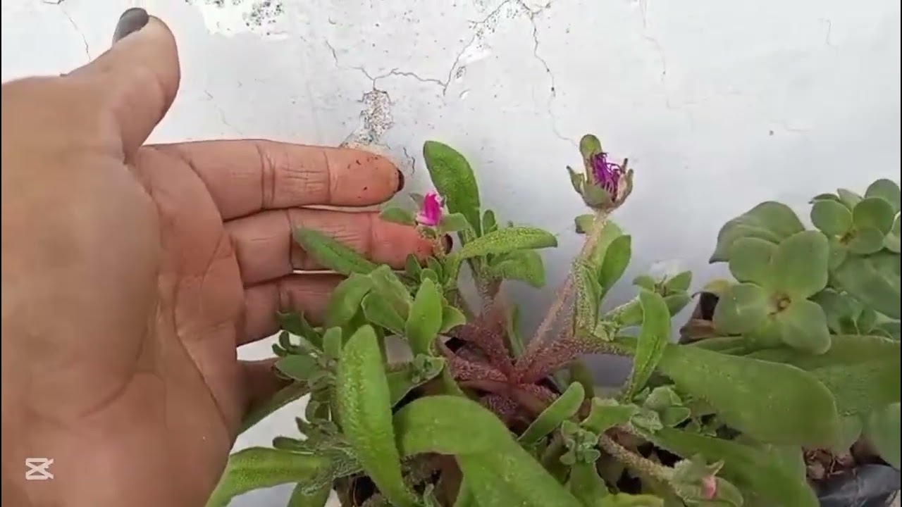 Bought some new Plants