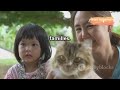 Découvrez les différentes races de chats