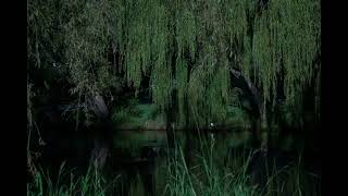 Video part 2: Mystic Serenity: 2-Hour Nightfall in the Enchanted Swamp