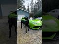 Ever Seen A DOG In A Lambo