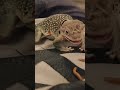 Dakota Eating 
