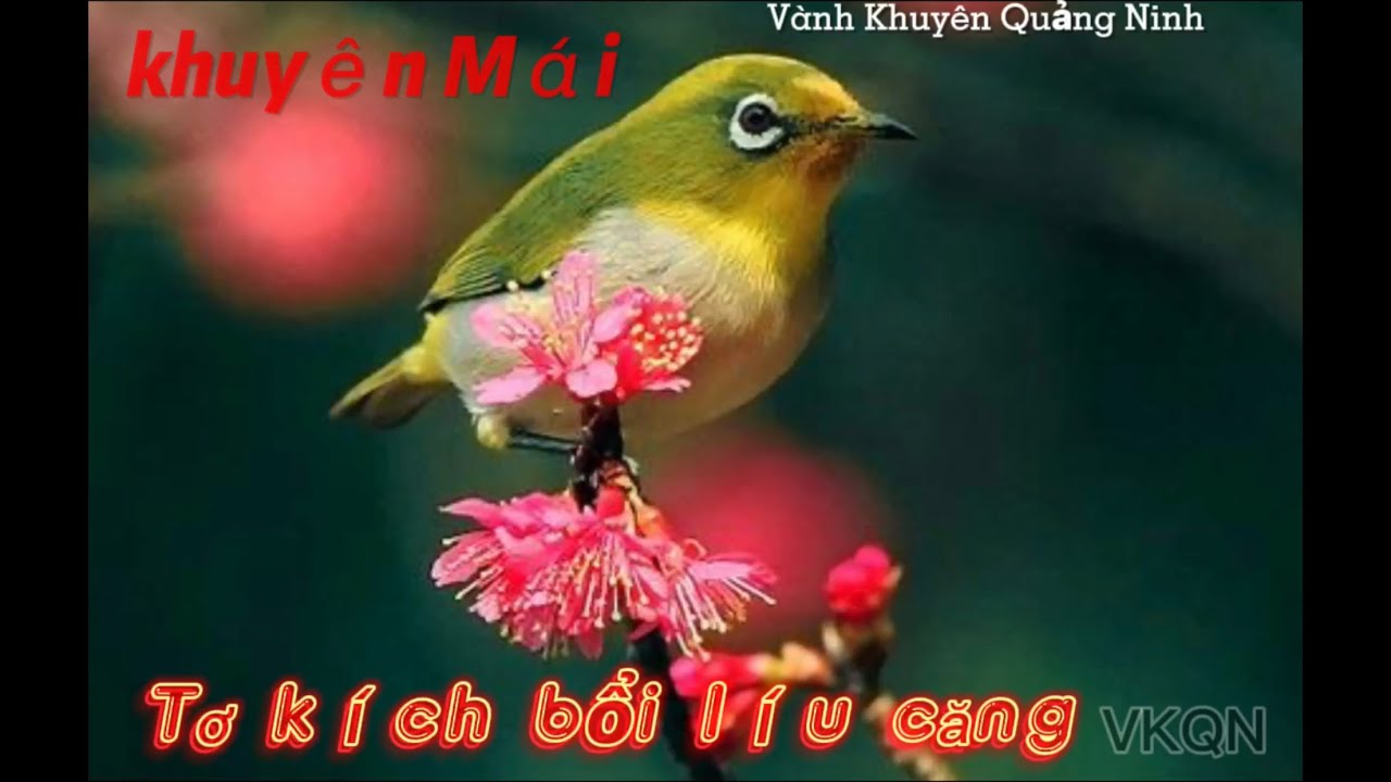 Khuyên Mái Kích Bổi Líu Căng Hằng Ngày