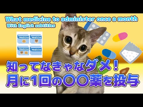 【シンガプーラ】初めて害虫予防薬を自宅で投与した4ヶ月のセラ社長が可愛い!I took preventive medicine for the first time.#kitten #cat