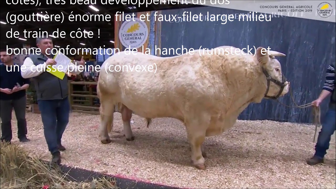 SIA : La race charolaise 2019