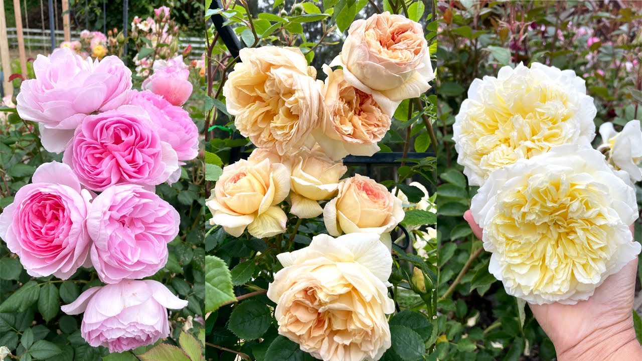 Rose Update! Bloom Highlights - YouTube