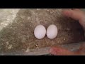 Как определить пол голубей ещё в яйце. Ответы на комментарии.