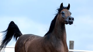 ⚜️ EL FARIDA ⚜️ (RFI Farid x Esmeta / Ekstern), 2022 PRIDE OF POLAND