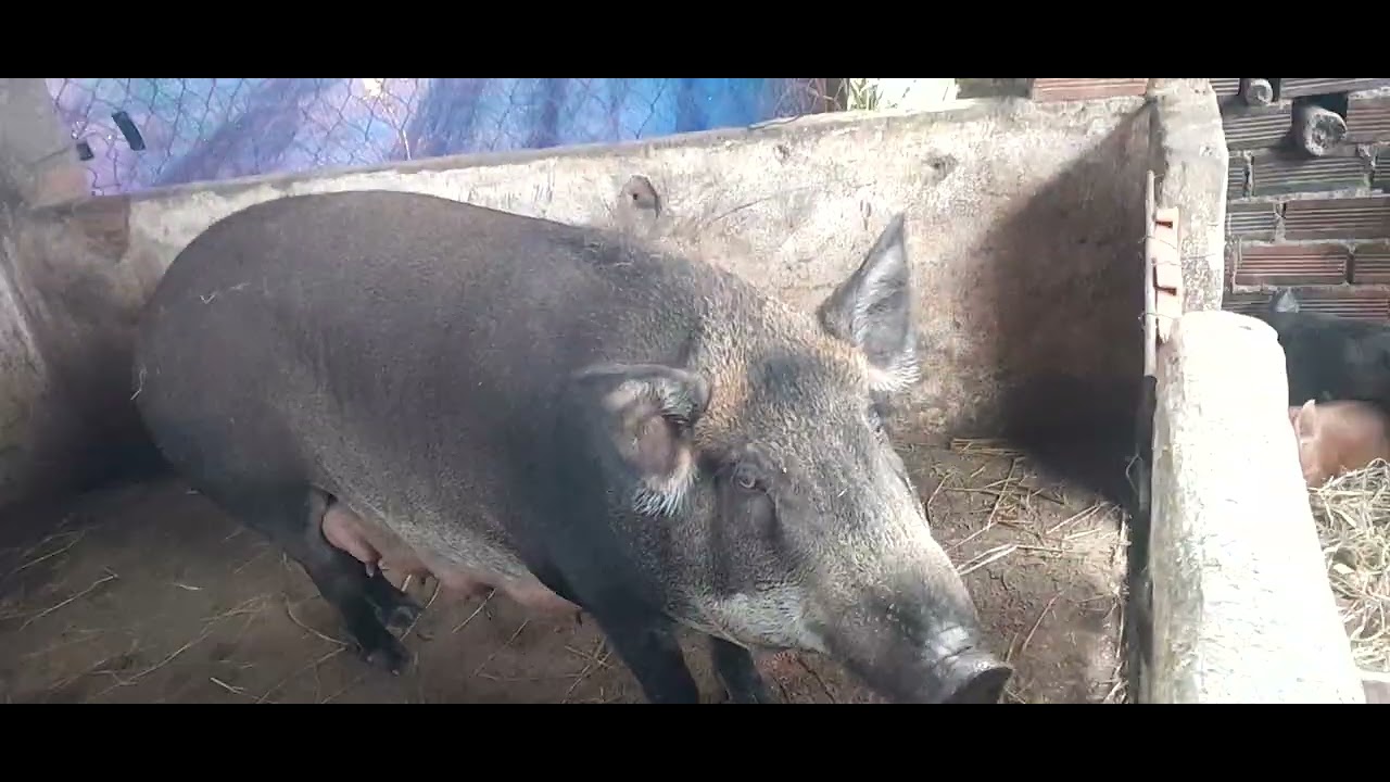 Nông dân AI nuôi heo đủ rốc lai  để nuôi mà có tiền 