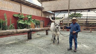 Gente PANACA: Alex, un amor puro por el ganado