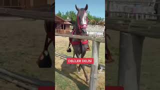 Deli̇ler Deli̇si̇ Dalyan Bey