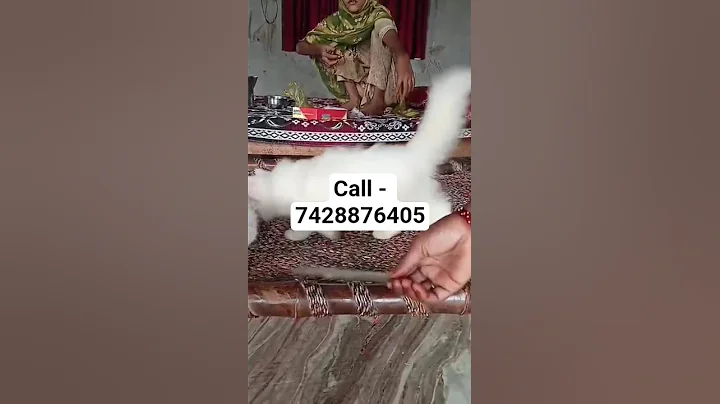 Video 11465191: persian kitten kitty cute, white persian kitty