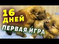 Щенкам шпица 16 дней. Шпицы целуются, лучше видят. Первые игры щенков померанского шпица Бэллы