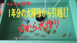 ☆金魚・らんちゅう飼育☆プラ舟＆バクテリア☆大掃除から引越！