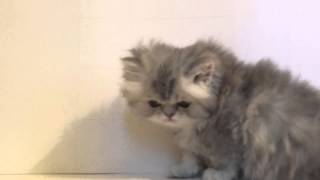 Роскошный котенок персидской шиншиллы, кошечка Роскошный котенок персидской шиншиллы, кошечка