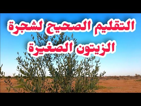 الطريقة الصحيحة لتقليم شجرة الزيتون الصغيرة تقليم التربية لشجرة الزيتون الصغيرة