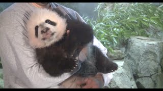 Giant Panda Cub Bei Bei Makes Media Debut in Washington Zoo