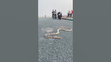 "The Snake That Couldn