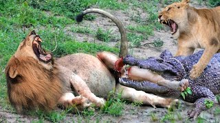 Angry Giant Crocodile Bites Mother Lion&#39;s Leg -  Lion Failed Miserably