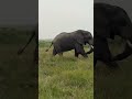 Thiago Silva de frente pra elefante no safari