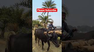subscribe loading... #viralvideo #viral #agro #agriculture #sub4subyoutube