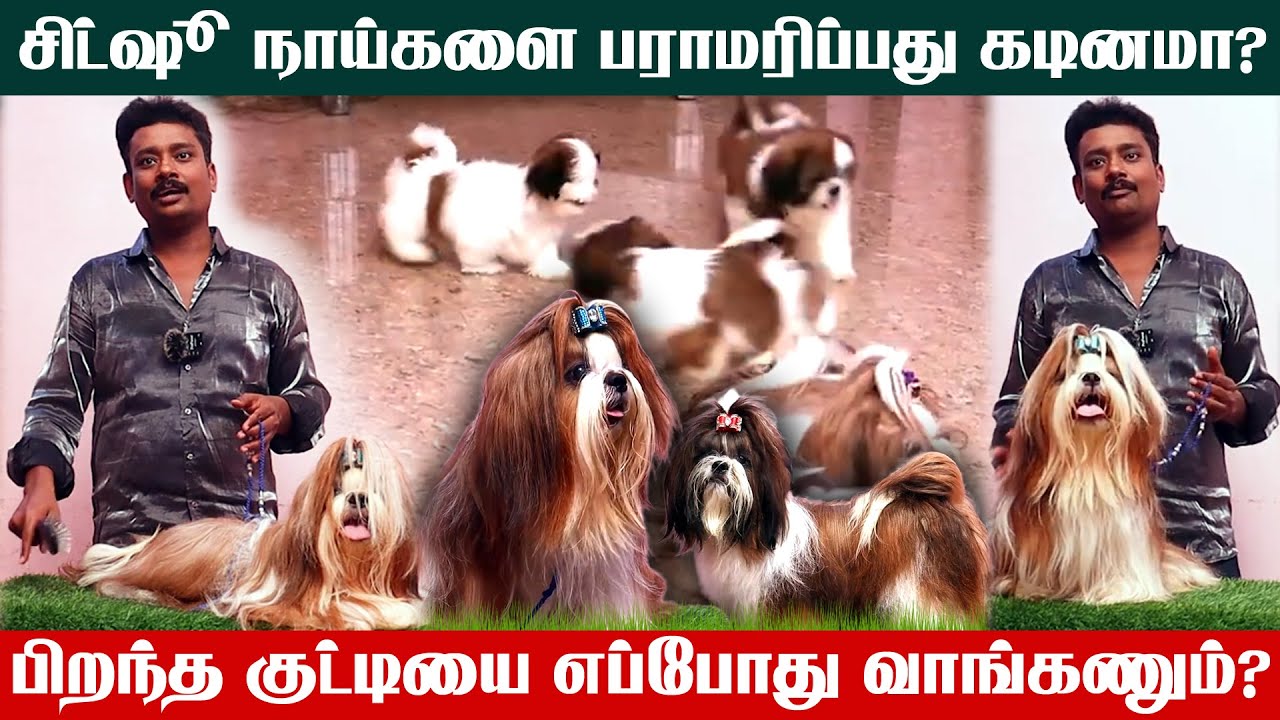 Shih Tzu Dog | சிட்ஷு நாய்களை பராமரிப்பது கடினமா?🐩 | Dog Maintenance in Tamil | Shih Tzu Maintenance