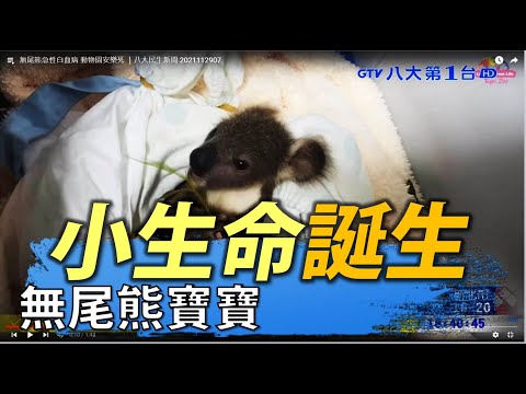 無尾熊急性白血病 動物園安樂死 ｜八大民生新聞 2021112907