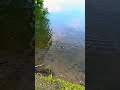 #fish #fishing #fishingtips #fishingvideo #fishinglife #fishingtrip #fishingvideos #outdoors