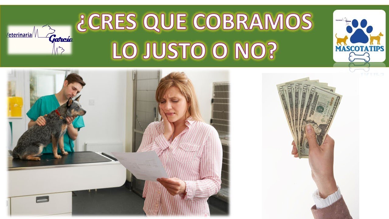 PORQUE UN VETERINARIO COBRA MAS QUE UN MEDICO DE PERSONAS? - YouTube