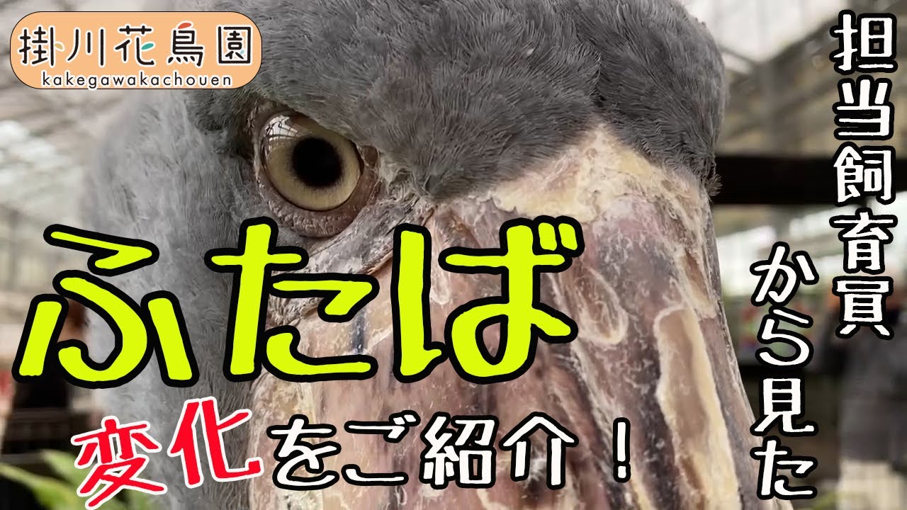 担当飼育員から見たハシビロコウ ふたば の変化をご紹介したい 掛川花鳥園公式 Youtube 担当飼育員から見たハシビロコウ ふたば の変化をご紹介したい 掛川花鳥園公式 Youtube