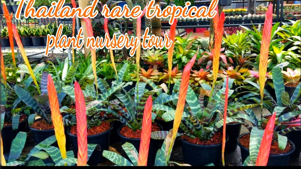 Thailand tropical plant nursery tourtropicalnursery