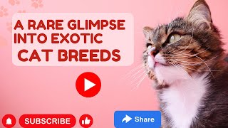 A Rare Glimpse into Exotic Cat Breeds