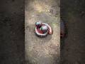 Cute millipedes and cute twin pill millipedes, However one of them refuses to wake up #shorts