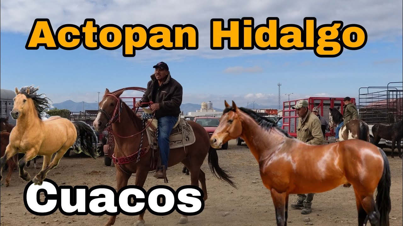Cuacos  ACTOPAN HIDALGO /  Plaza ganadera