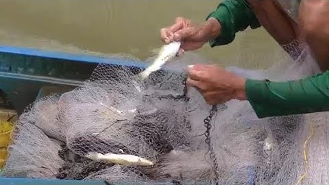 Anh chị chài cá , kéo cá, Bữa nay trúng đậm bầy cá lăng , Cá chốt