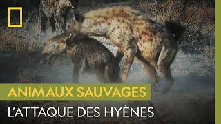 Des hyènes lynchent un jeune mâle qui a voulu rejoindre leur clan