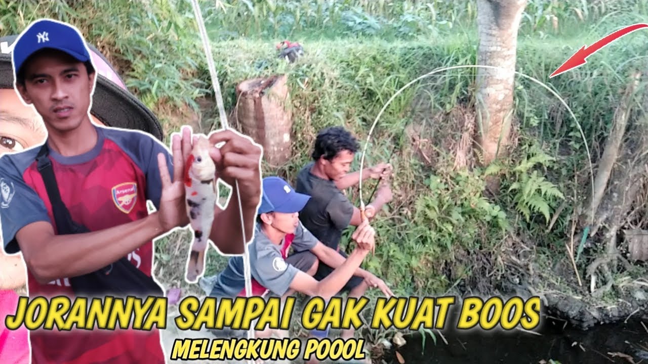 Niat Mancing wader Dapatnya ikan Koi Besar jorannya tidak kuat gaez | mancing santui #15